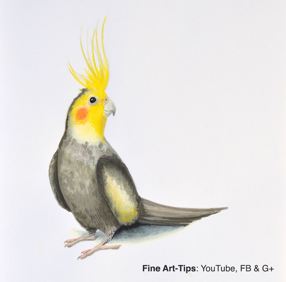 999x984 How To Draw A Cockatiel - Cockatiel Sketch