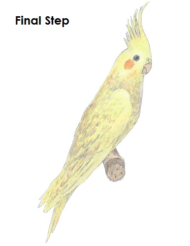386x500 How To Draw A Cockatiel - Cockatiel Sketch