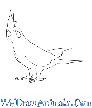 300x350 How To Draw A Cockatiel - Cockatiel Sketch