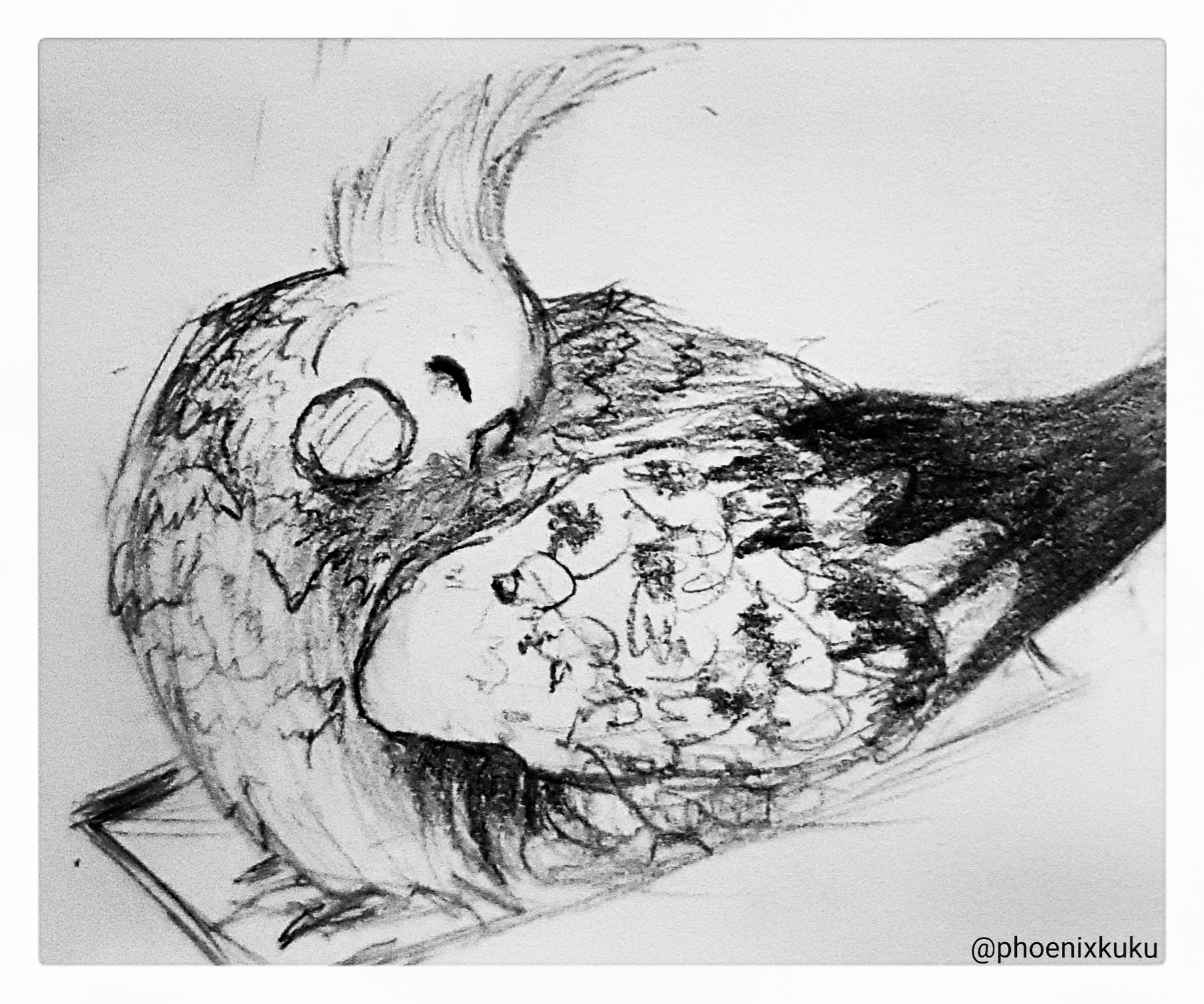 1814x1512 Sketch Of My Baby Pika 3 Cockatiel - Cockatiel Sketch