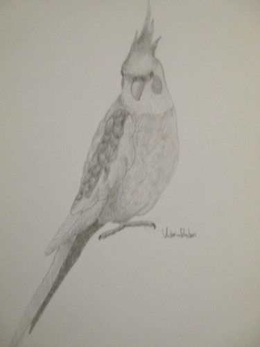 375x500 The Cockatiel (Victoria Deaton) - Cockatiel Sketch