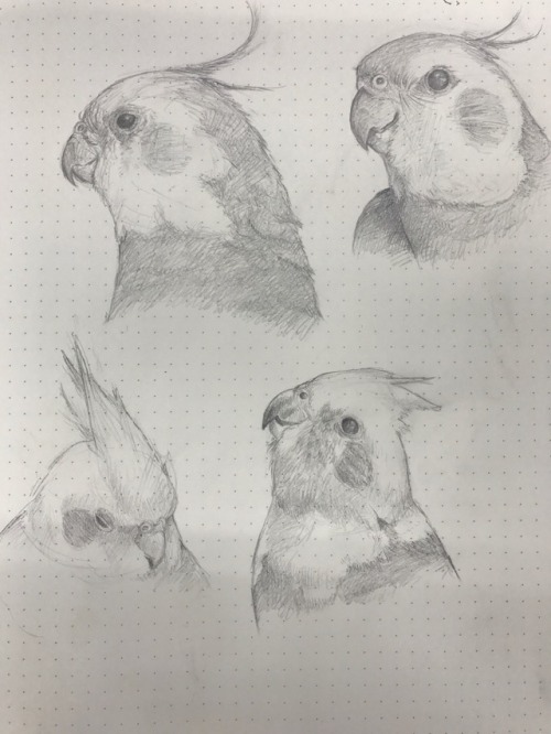 500x666 Cockatiel Drawing Tumblr - Cockatiel Sketch