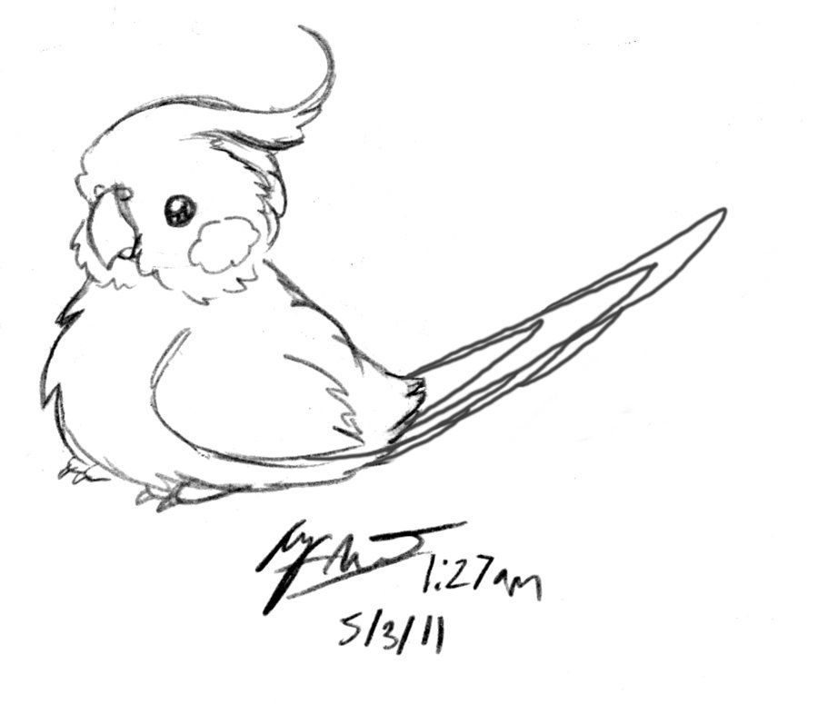 900x775 Cockatiel Drawings - Cockatiel Sketch