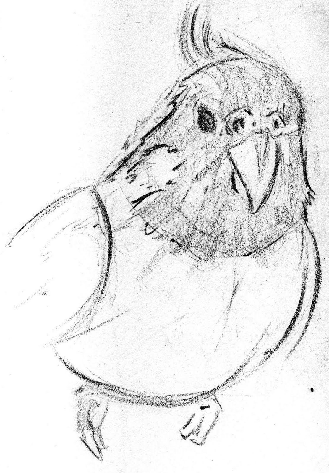 1113x1600 Sketch Of A Cockatiel Painting Amp Pictures Sketches - Cockatiel Sketch