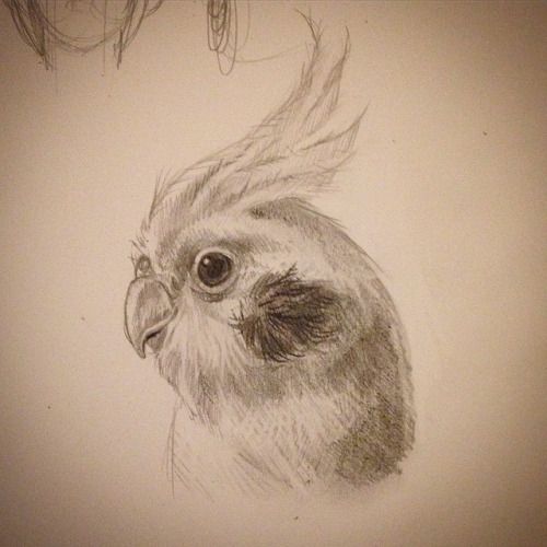 500x500 Stanleyillustration Sketch Of My Cockatiel - Cockatiel Sketch