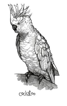 cute cockatoo drawing