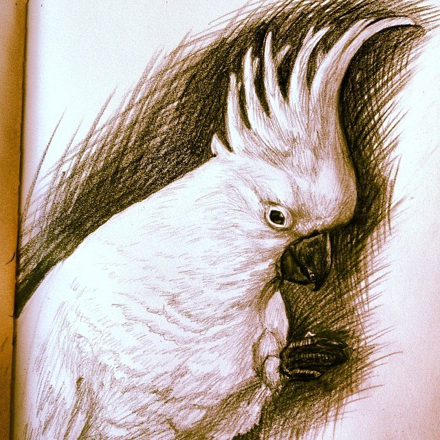 640x640 Cockatoo Pencil Sketch - Cockatoo Sketch