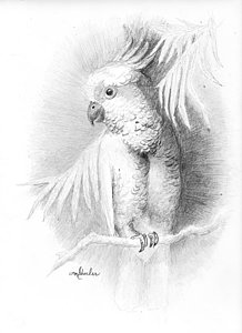 218x300 Cockatoo Pencil Study Drawing By Minnie W Shuler - Cockatoo Sketch