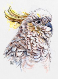 190x259 Cockatoo Bird By Sandramahn Spreadshirt - Cockatoo Sketch