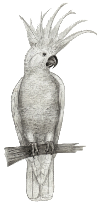 348x700 Cockatoo Sketch By Poeticfrenzy - Cockatoo Sketch