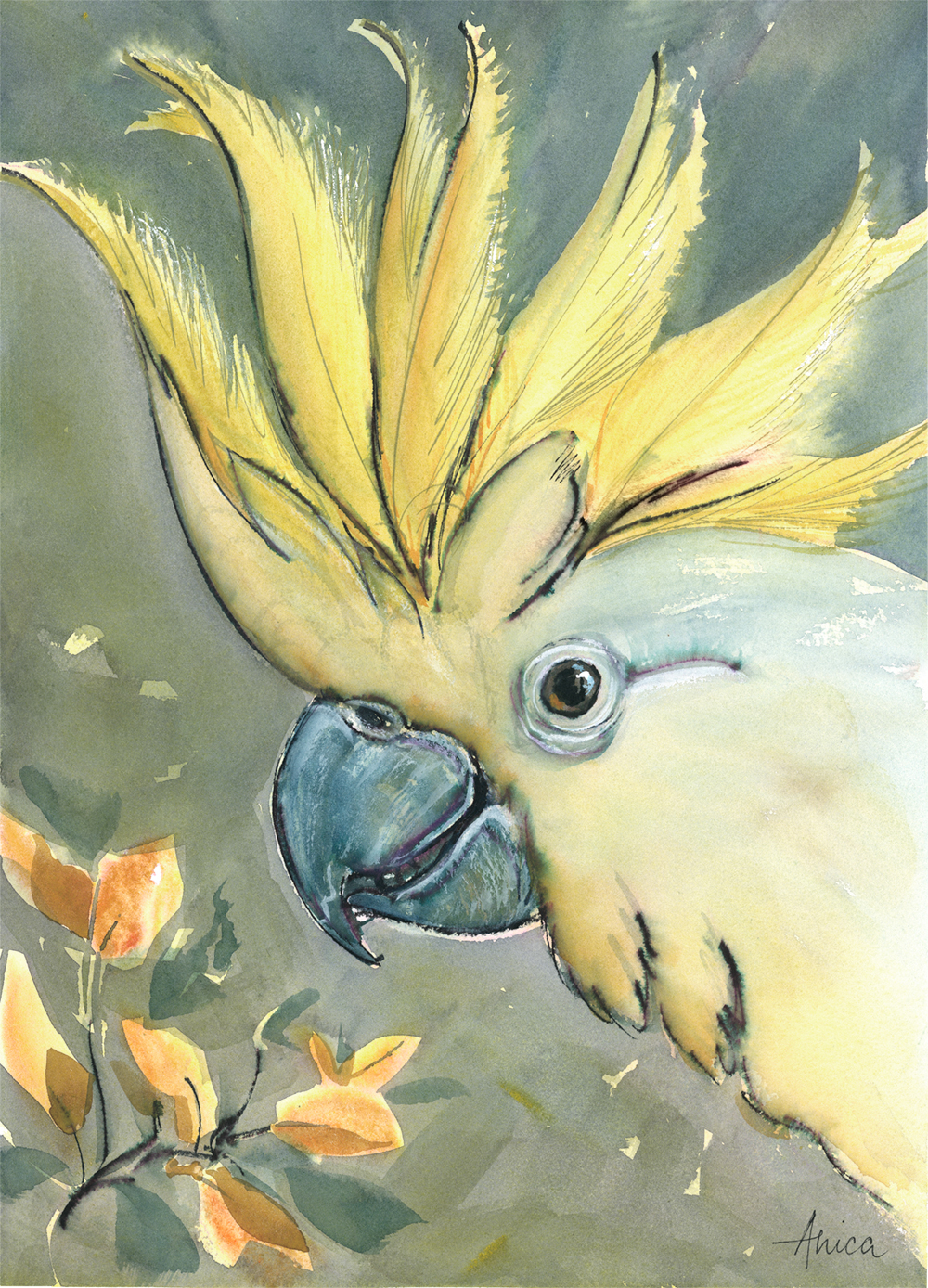 1000x1388 Cockatoo Sketch Video - Cockatoo Sketch