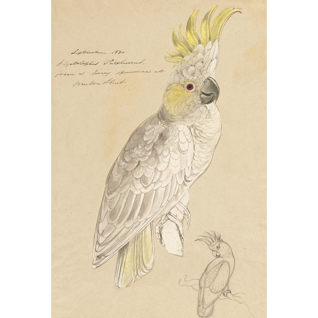 1100x1100 Edward Lear - Cockatoo Sketch