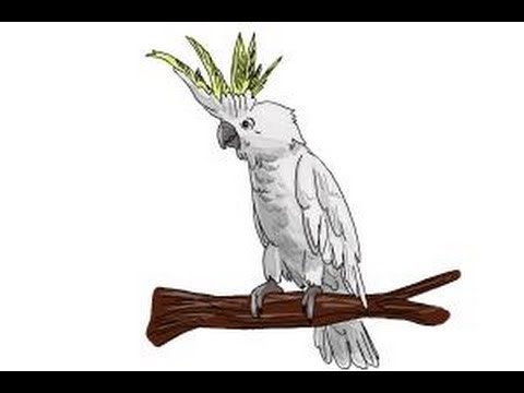480x360 How To Draw A Cockatoo - Cockatoo Sketch