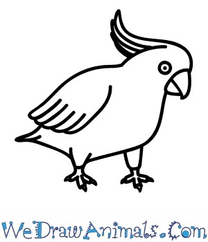 300x350 How To Draw A Cockatoo - Cockatoo Sketch