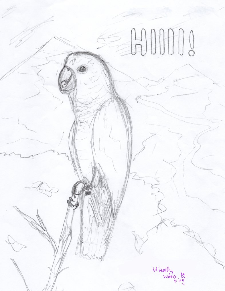 786x1017 Moluccan Cockatoo Sketch By Wizardlywalrusking - Cockatoo Sketch
