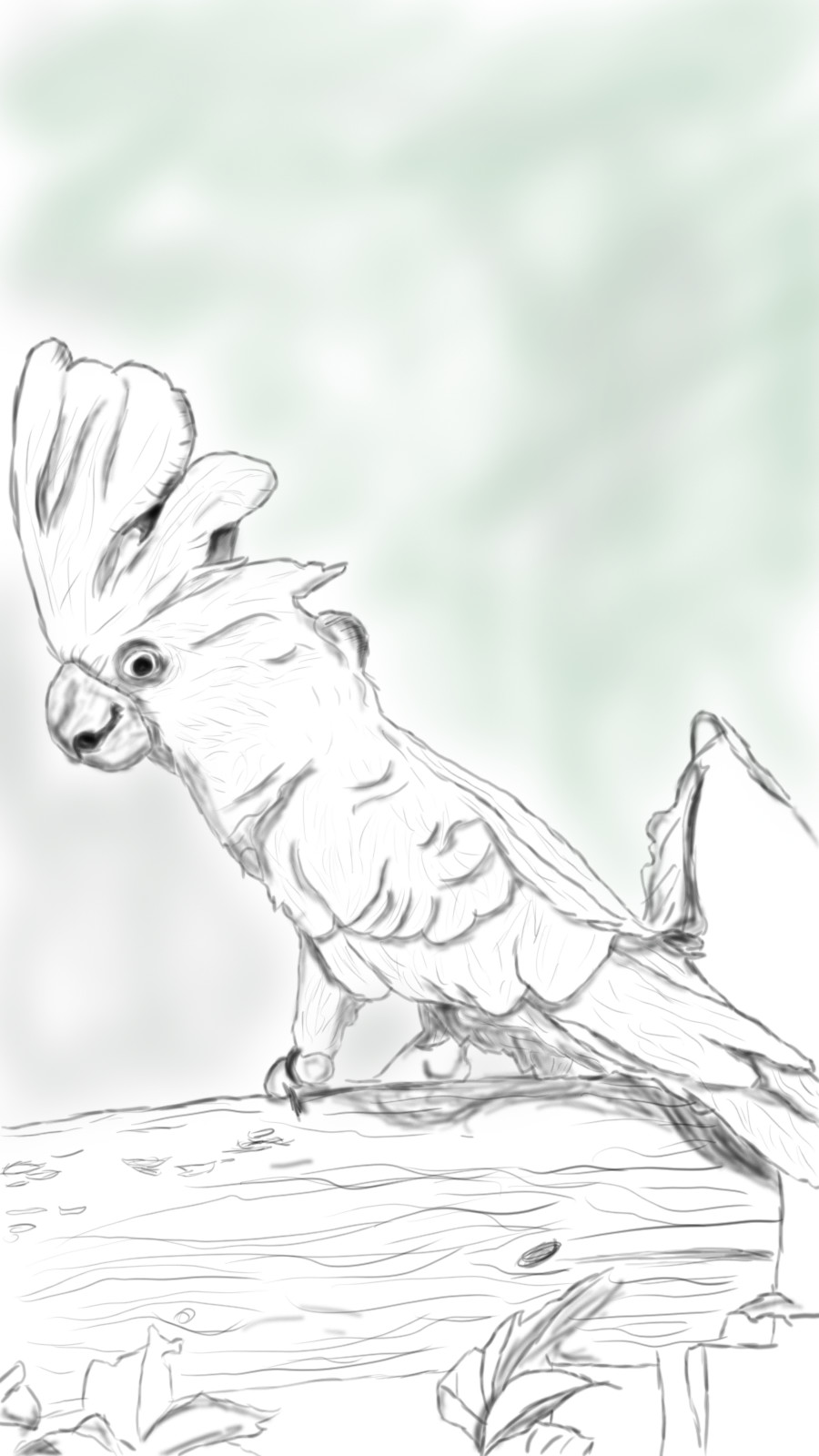 900x1600 Artstation - Cockatoo Sketch