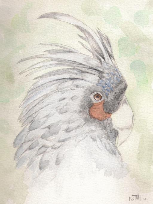 512x680 Palm Cockatoo. Birds. Drawings. Pictures. Drawings Ideas For Kids - Cockatoo Sketch