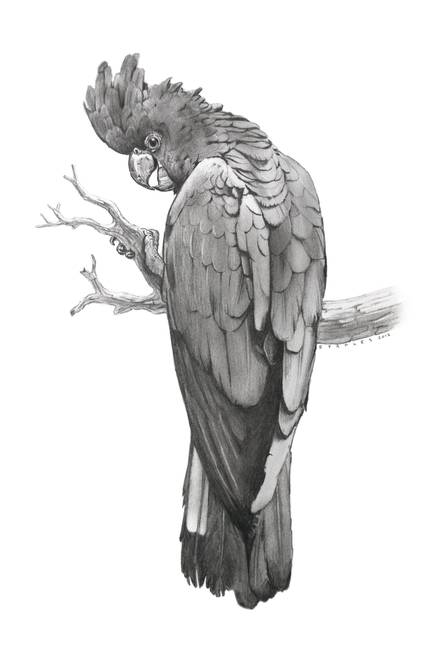 435x650 Red Tailed Black Cockatoo By Peter Stapleton - Cockatoo Sketch