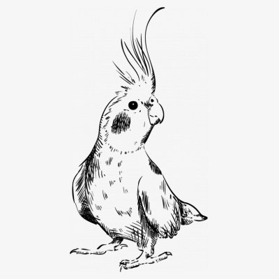 400x400 Shirtcity Cockatoo Sketch Sweatshirt Amazon.co.uk Clothing - Cockatoo Sketch