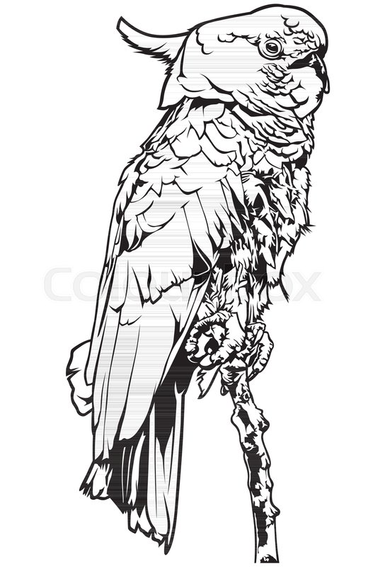 527x800 Sitting Cockatoo Bird In Profile - Cockatoo Sketch