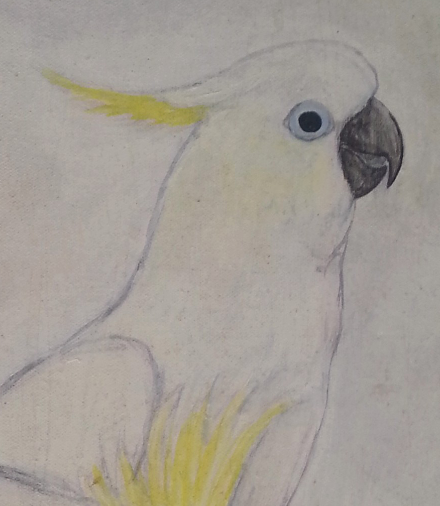 876x1008 Sulpher Crested Cockatoo Pair Color Sketch On Canvas Taibbi Studios - Cockatoo Sketch