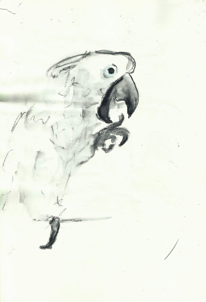 699x1024 The White Cockatoo The White Cockatoo. Sketch On 21x29.7 - Cockatoo Sketch