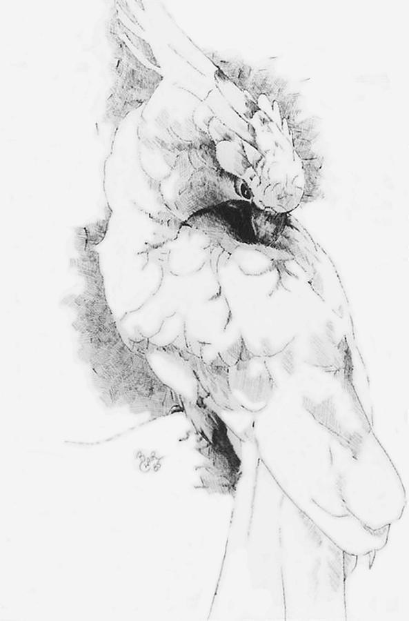 593x900 Cockatoo Drawing By Barbara Keith - Cockatoo Sketch