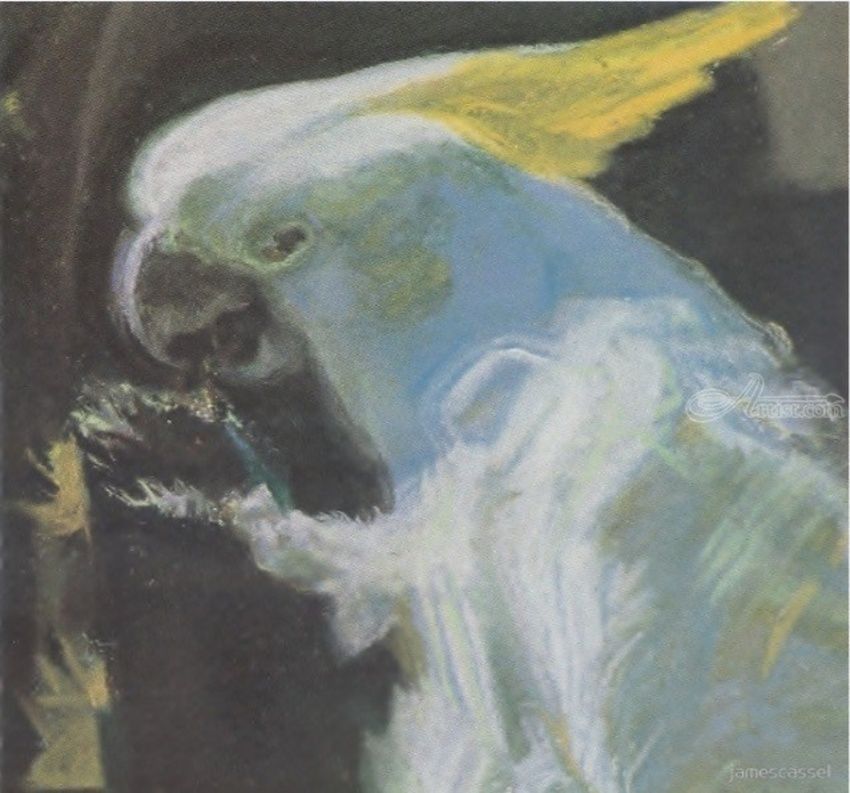 850x793 Cockatoo Drawings Sketch,pastel By James Cassel Life On Earth - Cockatoo Sketch