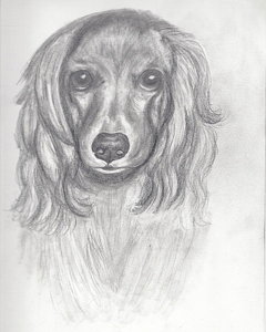240x300 Cocker Spaniel Drawing By Judy Moses - Cocker Spaniel Sketch