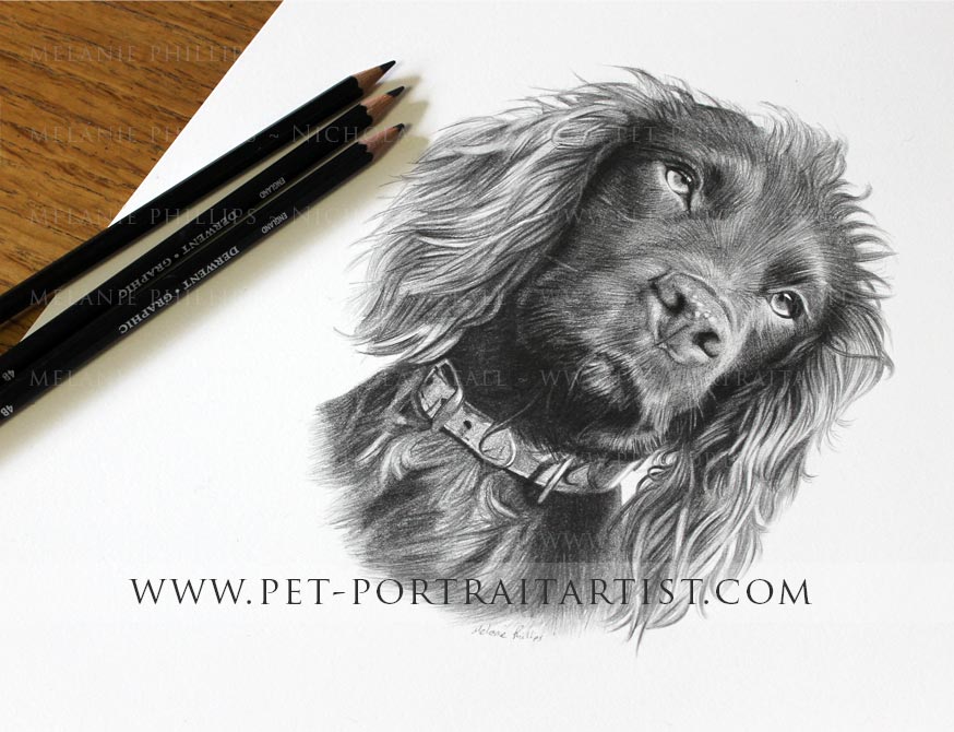 874x670 Cocker Spaniel Pet Portraits In Pencil By Melanie Phillips - Cocker Spaniel Sketch
