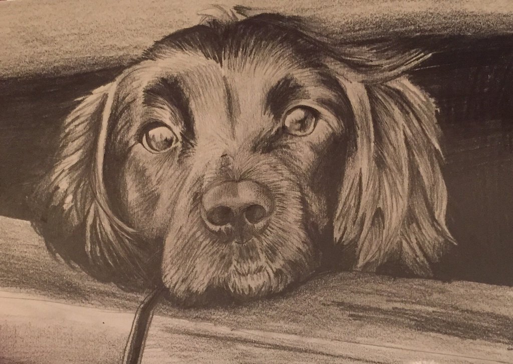 1024x727 Cocker Spaniel Pencil Sketch By Anime Reality - Cocker Spaniel Sketch