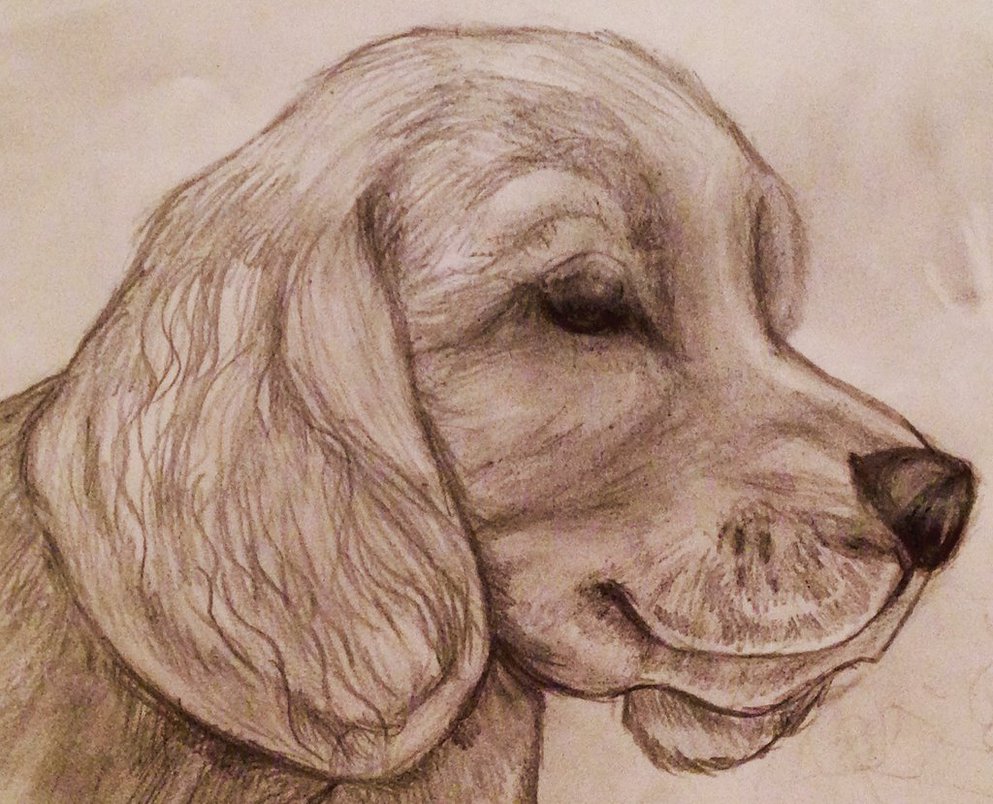993x804 Cocker Spaniel Puppy Sketch By Alyssaeve - Cocker Spaniel Sketch