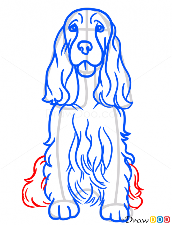 665x868 How To Draw Cocker Spaniel, Dogs And Puppies - Cocker Spaniel Sketch
