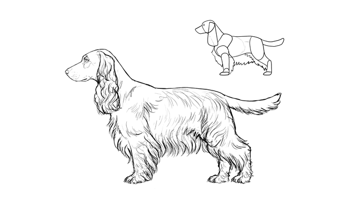 700x409 How To Draw A Dog Details Make The Difference - Cocker Spaniel Sketch