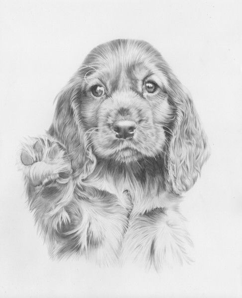 487x600 Pin By Kelly Gaskell On Adult Color Cocker Spaniel - Cocker Spaniel Sketch