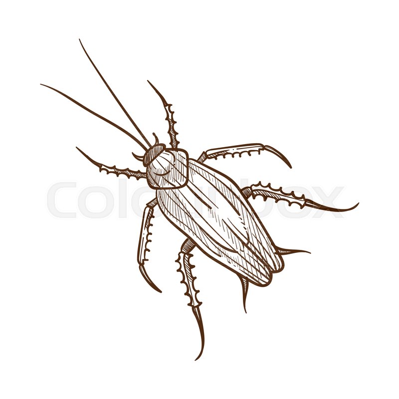 800x800 Cockroach Beetle Like Insect With Long Antennae And Legs, Feeding - Cockroach Sketch