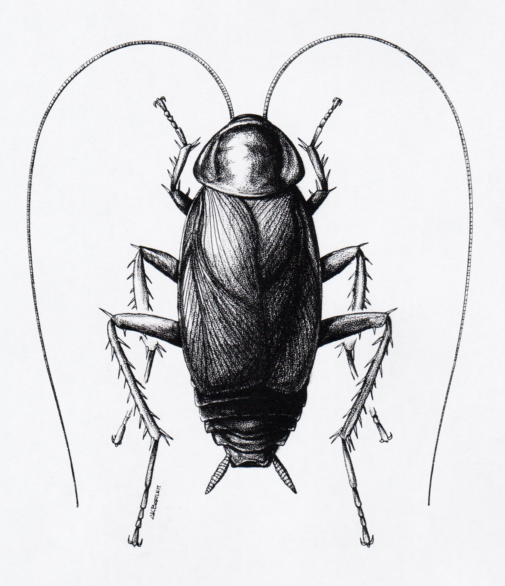 Cockroach Sketch at Explore collection of