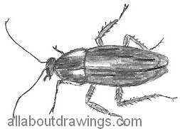 253x181 How To Draw Insects In Pencil - Cockroach Sketch