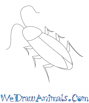 300x350 How To Draw A Cockroach - Cockroach Sketch