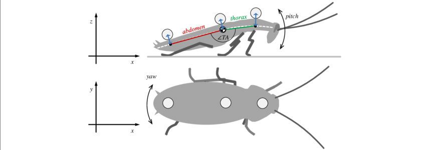 850x300 Sketch Of A Running Cockroach Drawn After A Single Frame Of A - Cockroach Sketch