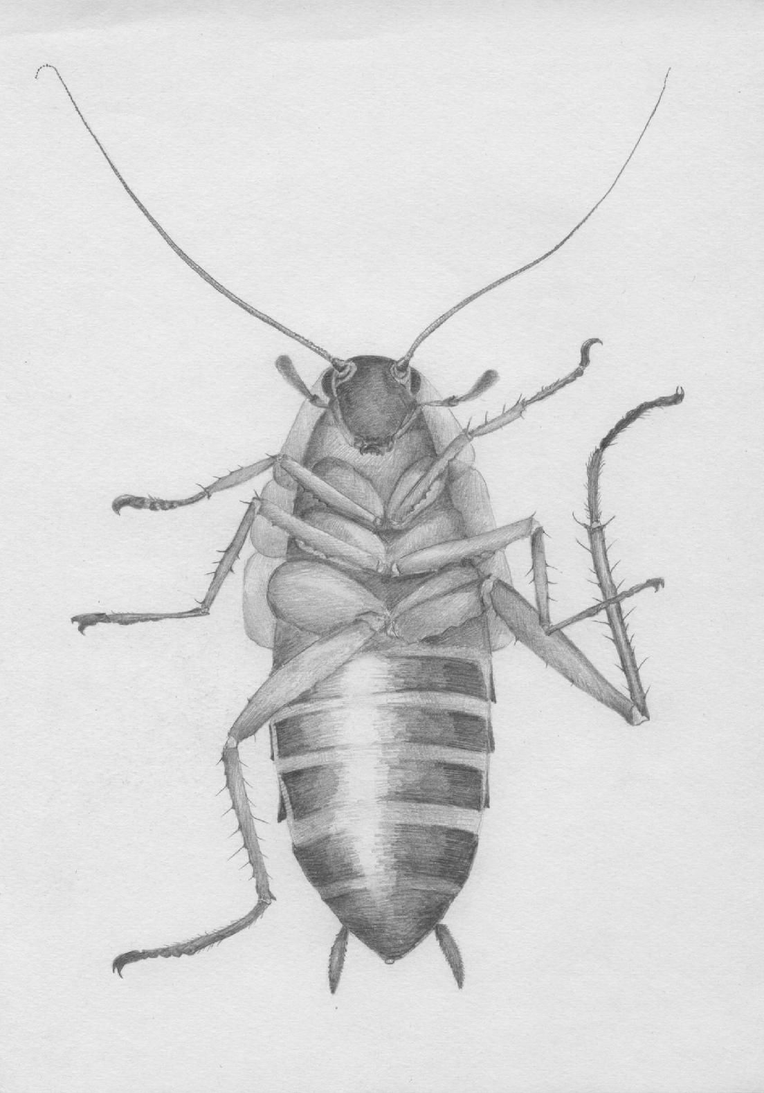 1104x1579 Cockroach Denas In 2018 Insects, Roaches And Bugs - Cockroach Sketch