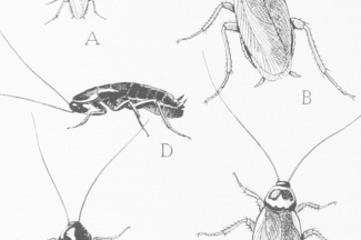325x216 Cockroaches Popular Science - Cockroach Sketch