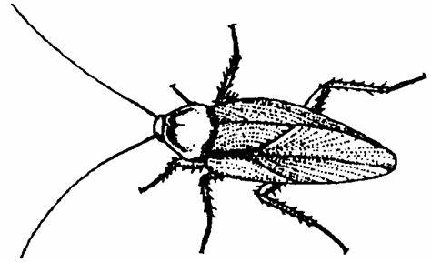 474x289 Cockroach Clipart Black And White. Black White Of Cockroaches Clipart - Cockroach Sketch