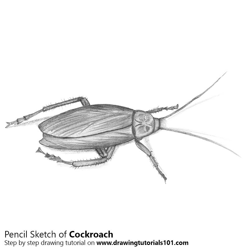 800x800 Cockroach Pencil Drawing - Cockroach Sketch