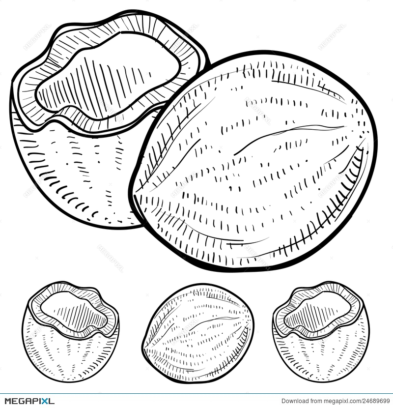 800x830 Coconut Sketch Illustration 24689699 - Coconut Sketch