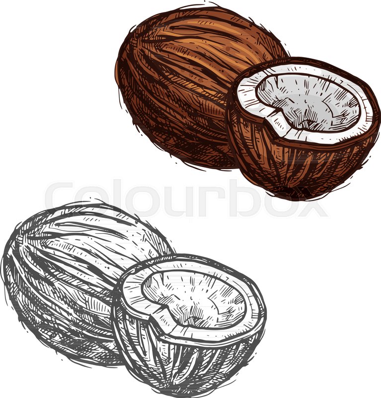 767x800 Coconut Fruit Sketch Of Tropical Coconut Palm. Whole And Half Of - Coconut Sketch