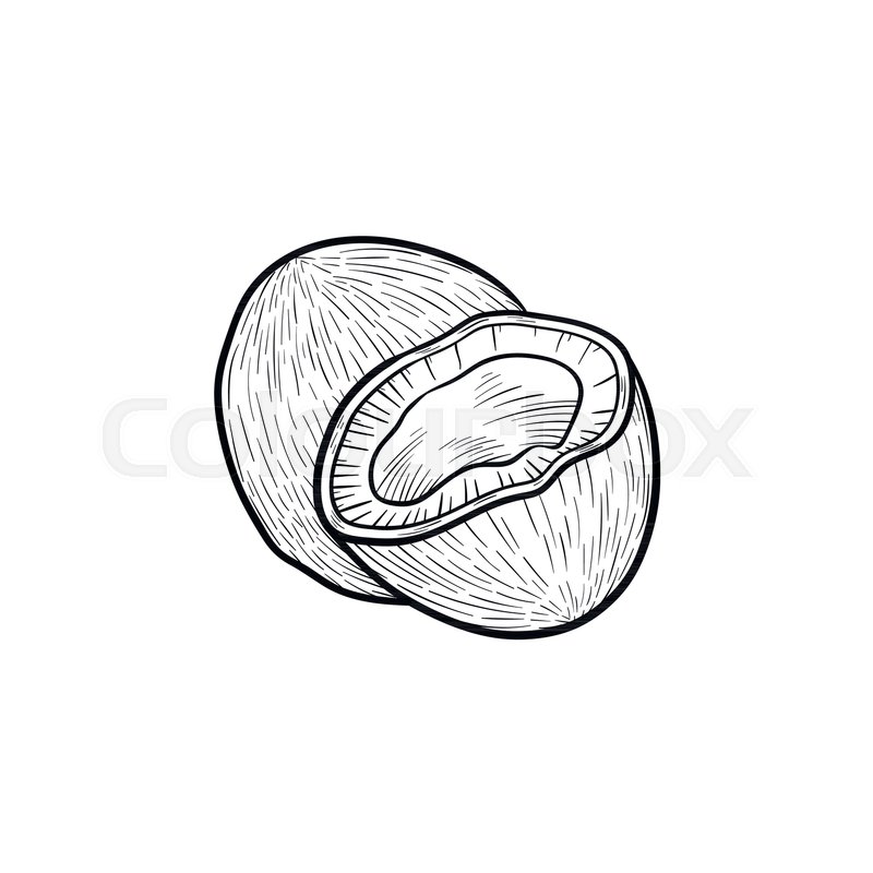 800x800 Coconut Hand Drawn Outline Doodle Icon. Vector Sketch Illustration - Coconut Sketch