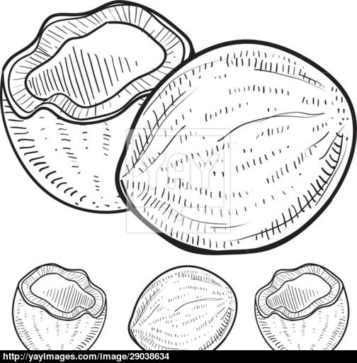 504x512 Coconut Sketch Vector - Coconut Sketch