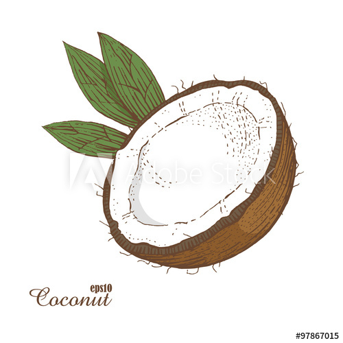 500x500 Coconut. Woodcut Style. Hand Drawn Sketch Walnut. Color Vector - Coconut Sketch