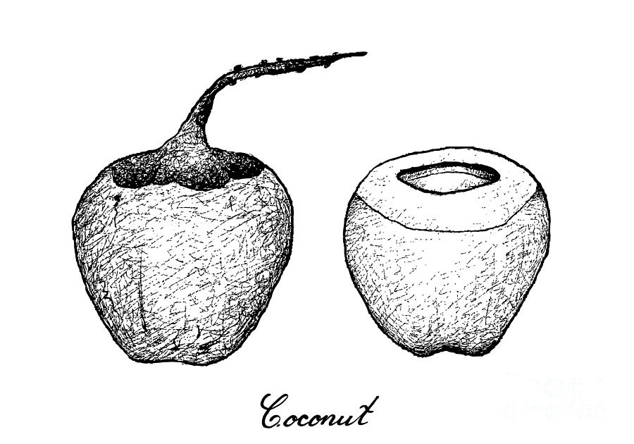 900x630 Hand Drawn Of Coconut Fruits On White Background Drawing By Iam Nee - Coconut Sketch